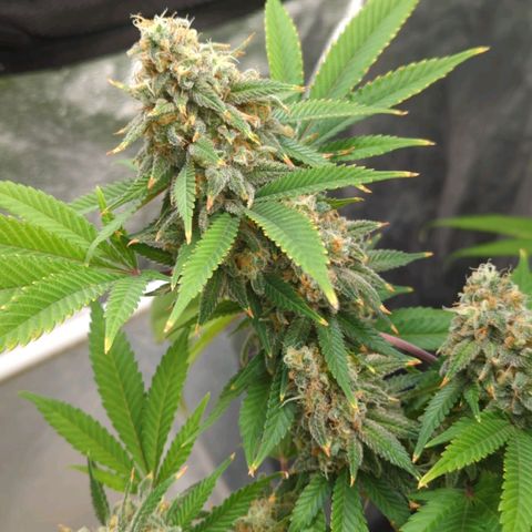 Critical Widow growlog timeline photo
