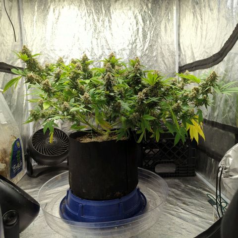Critical Widow growlog timeline photo