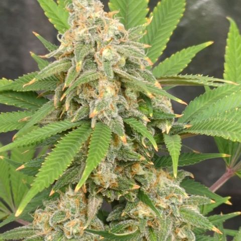 Critical Widow growlog timeline photo