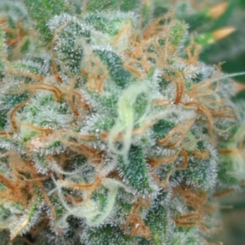Critical Widow growlog timeline photo