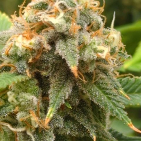 Critical Widow growlog timeline photo