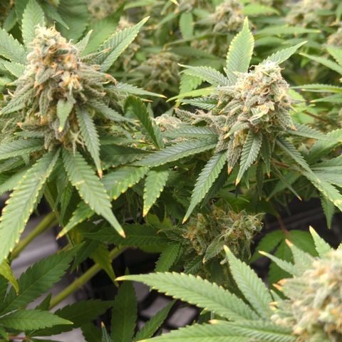Critical Widow growlog timeline photo