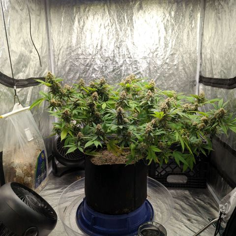 Critical Widow growlog timeline photo