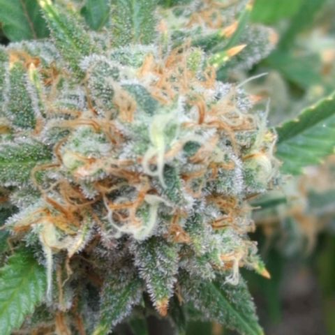 Critical Widow growlog timeline photo
