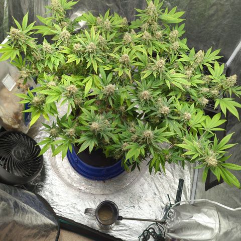 Critical Widow growlog timeline photo