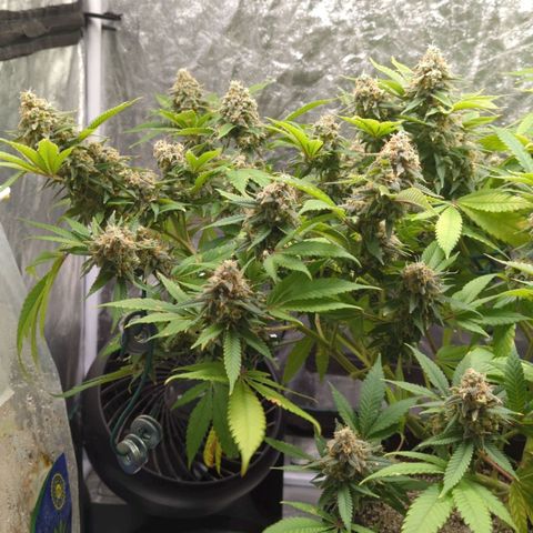 Critical Widow growlog timeline photo