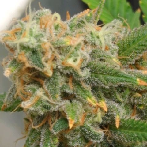 Critical Widow growlog timeline photo