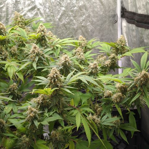 Critical Widow growlog timeline photo