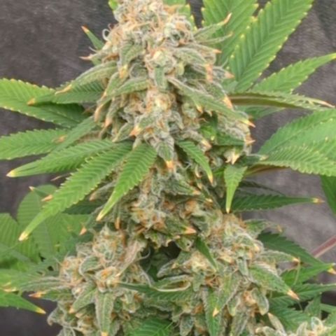 Critical Widow growlog timeline photo