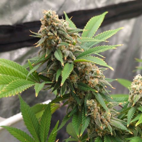 Critical Widow growlog timeline photo