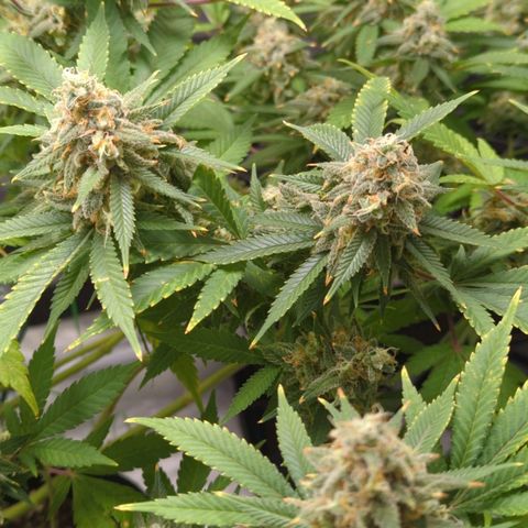 Critical Widow growlog timeline photo