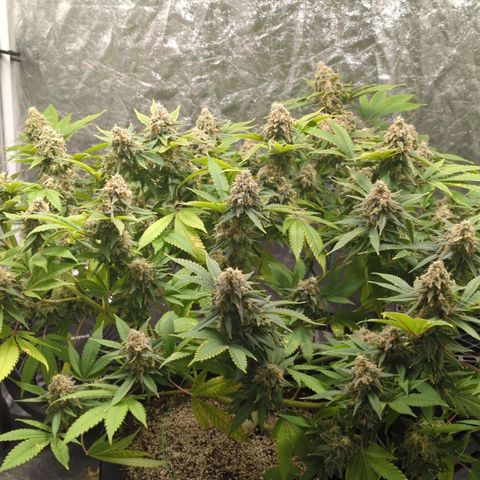 Critical Widow growlog timeline photo
