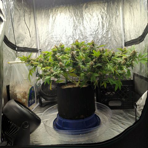 Critical Widow growlog timeline photo