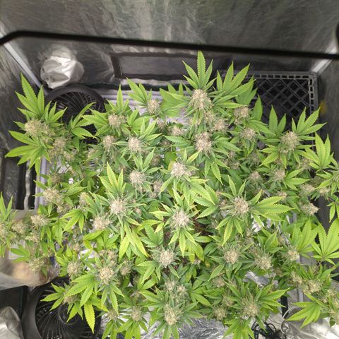 Critical Widow growlog timeline photo