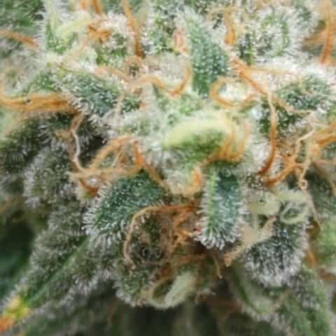 Critical Widow growlog timeline photo