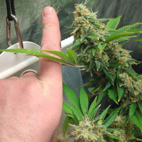 Critical Widow growlog timeline photo