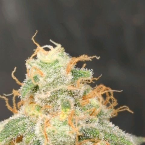 Critical Widow growlog timeline photo