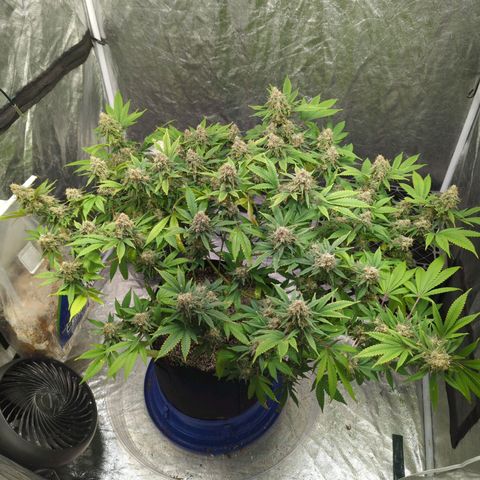 Critical Widow growlog timeline photo