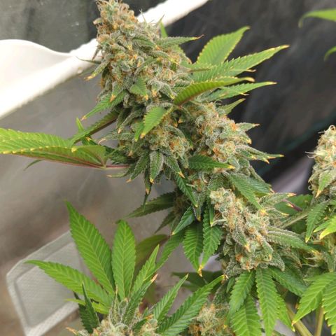 Critical Widow growlog timeline photo