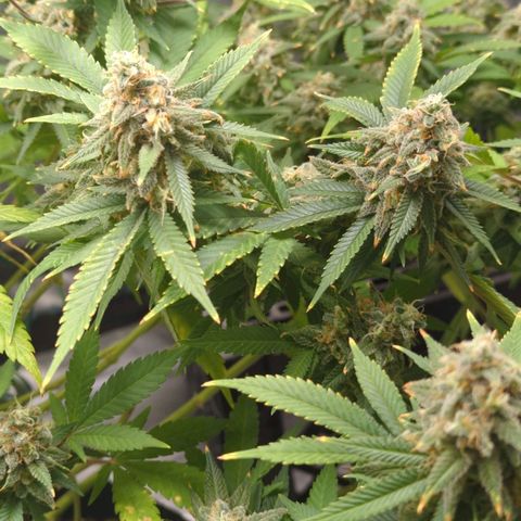 Critical Widow growlog timeline photo