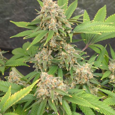 Critical Widow growlog timeline photo