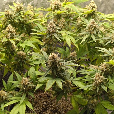 Critical Widow growlog timeline photo