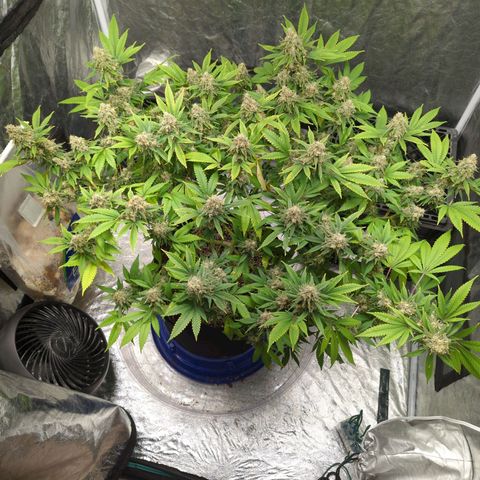 Critical Widow growlog timeline photo