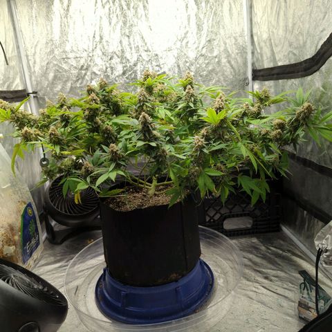 Critical Widow growlog timeline photo