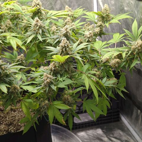 Critical Widow growlog timeline photo