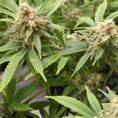 Critical Widow growlog timeline photo