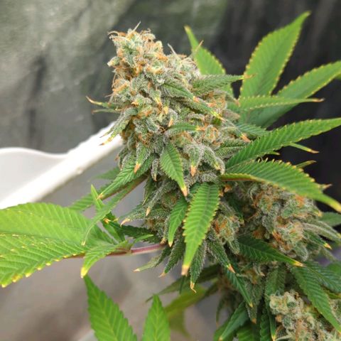 Critical Widow growlog timeline photo