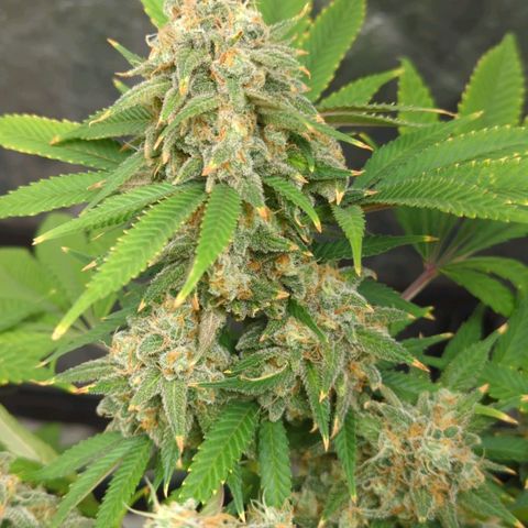Critical Widow growlog timeline photo