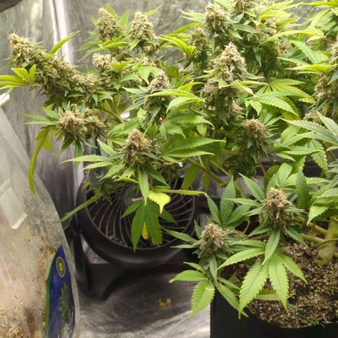 Critical Widow growlog timeline photo