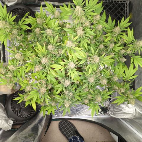 Critical Widow growlog timeline photo