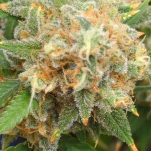 Critical Widow growlog timeline photo