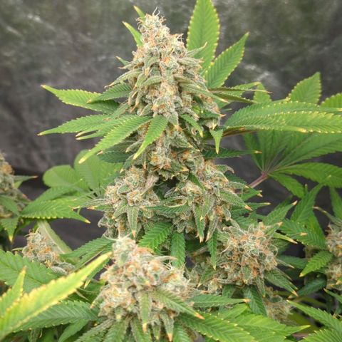 Critical Widow growlog timeline photo