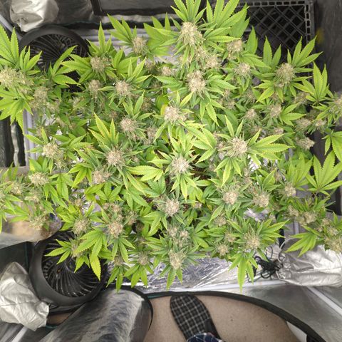 Critical Widow growlog timeline photo