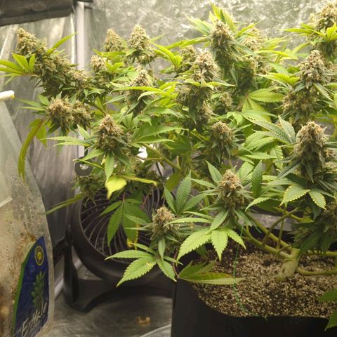Critical Widow growlog timeline photo