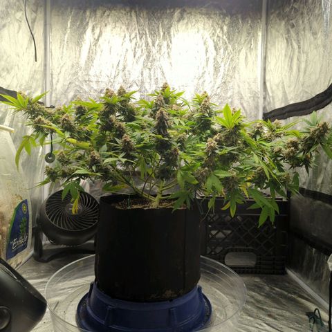 Critical Widow growlog timeline photo