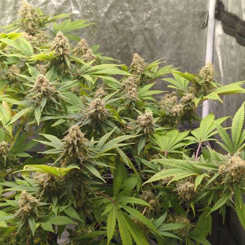 Critical Widow growlog timeline photo