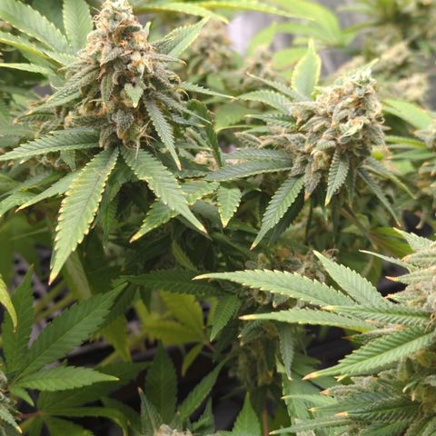 Critical Widow growlog timeline photo