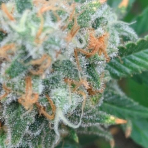 Critical Widow growlog timeline photo