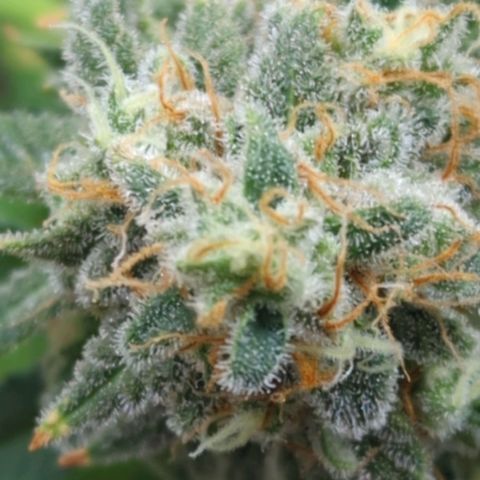 Critical Widow growlog timeline photo