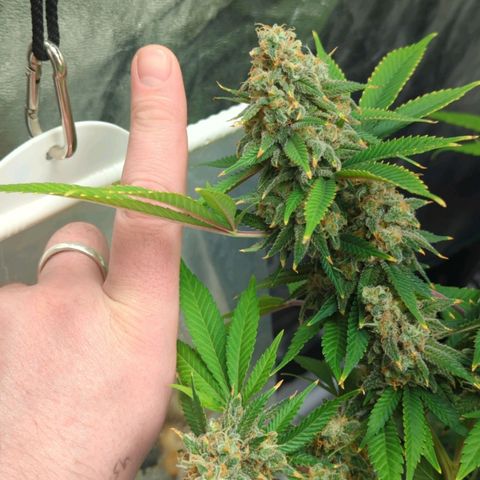 Critical Widow growlog timeline photo