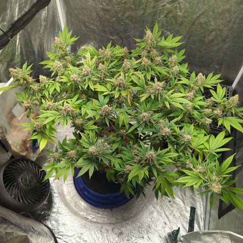 Critical Widow growlog timeline photo
