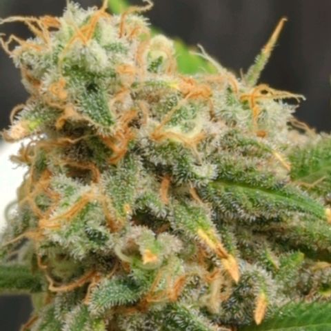 Critical Widow growlog timeline photo