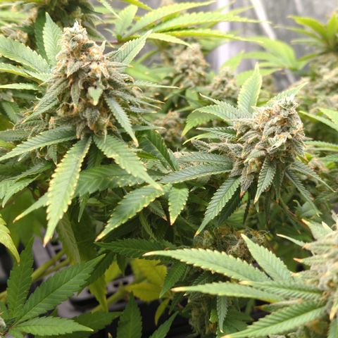 Critical Widow growlog timeline photo