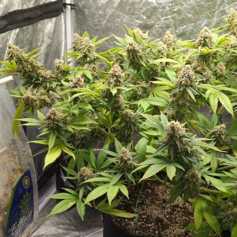 Critical Widow growlog timeline photo