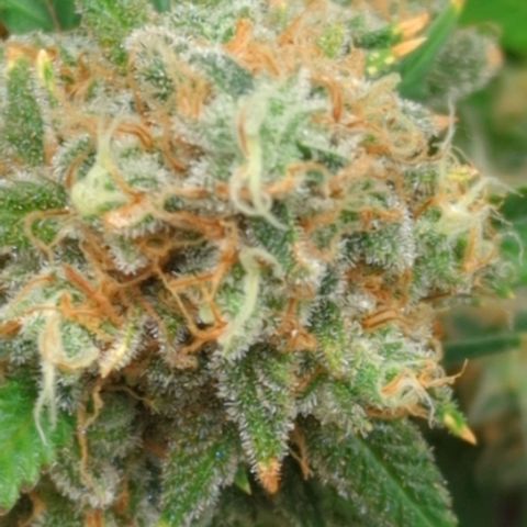 Critical Widow growlog timeline photo