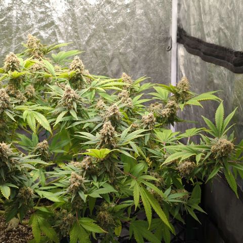 Critical Widow growlog timeline photo